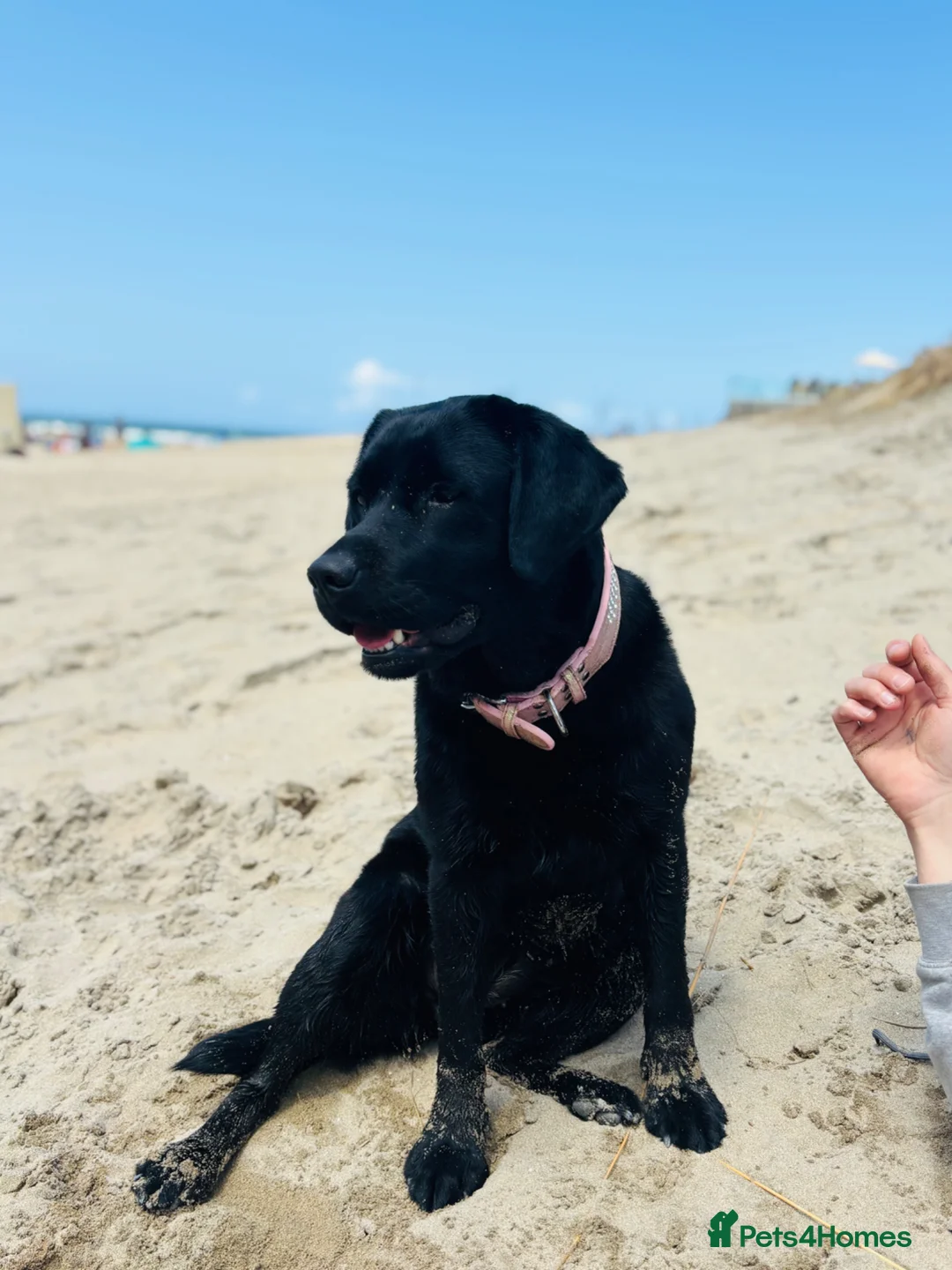 Labrador Retriever dogs for sale: Pregnancy confirmed!  in Newcastle - Advert 4