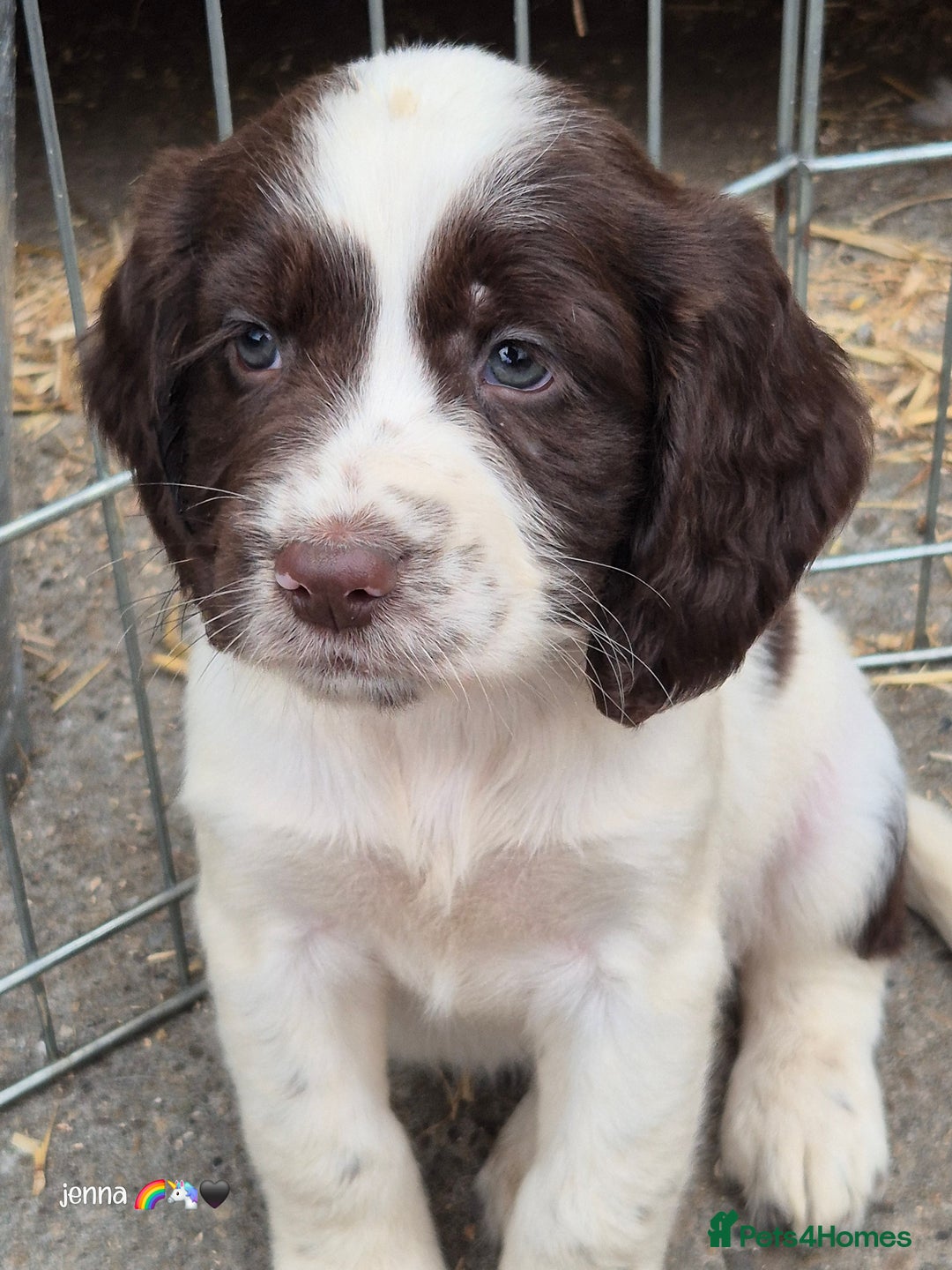 Sprocker dogs for sale: Beautiful sprocker pups  - Image 8