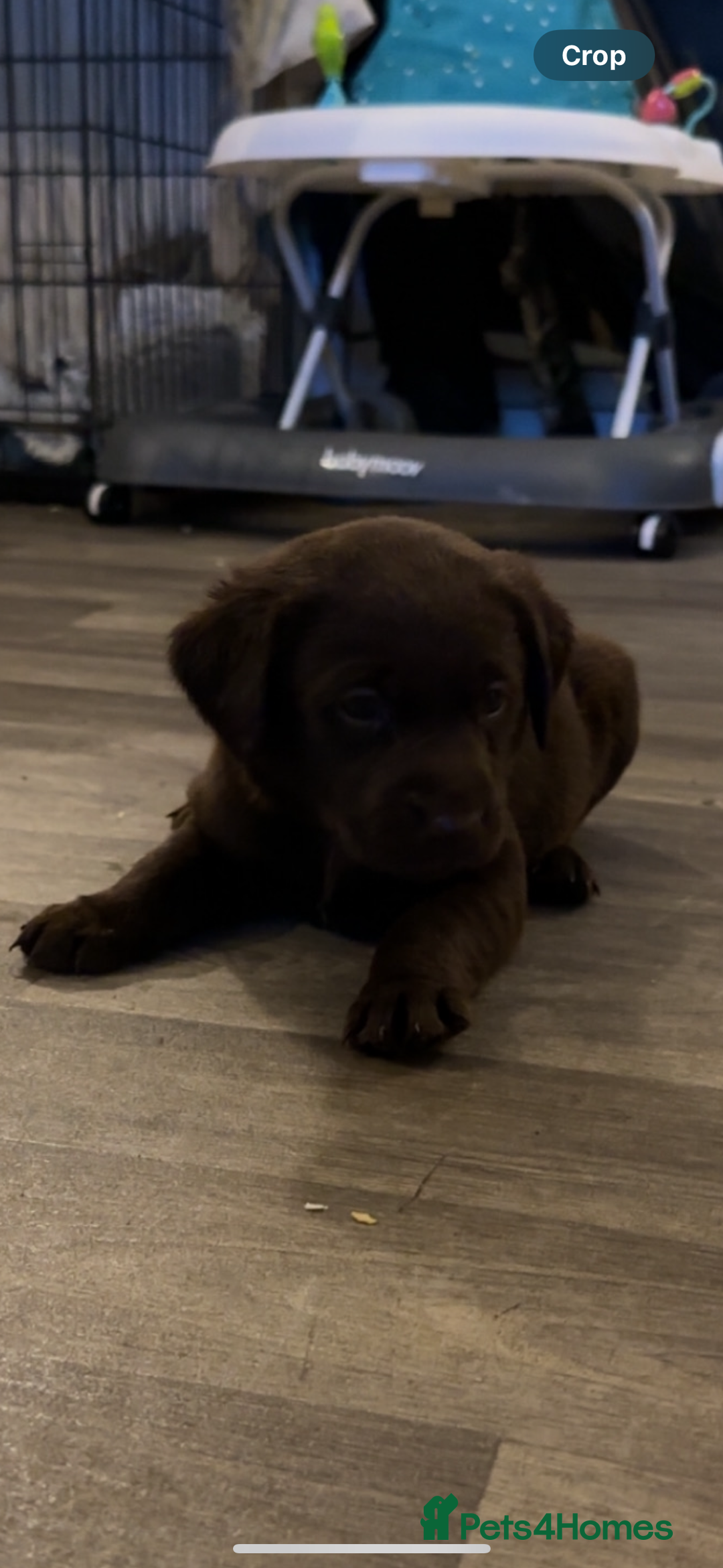 Labrador Retriever dogs for sale: Chocolate Labrador bitch - Advert 4