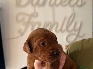 Labrador Retriever dogs Just a beautiful litter Deep reds - Advert 6