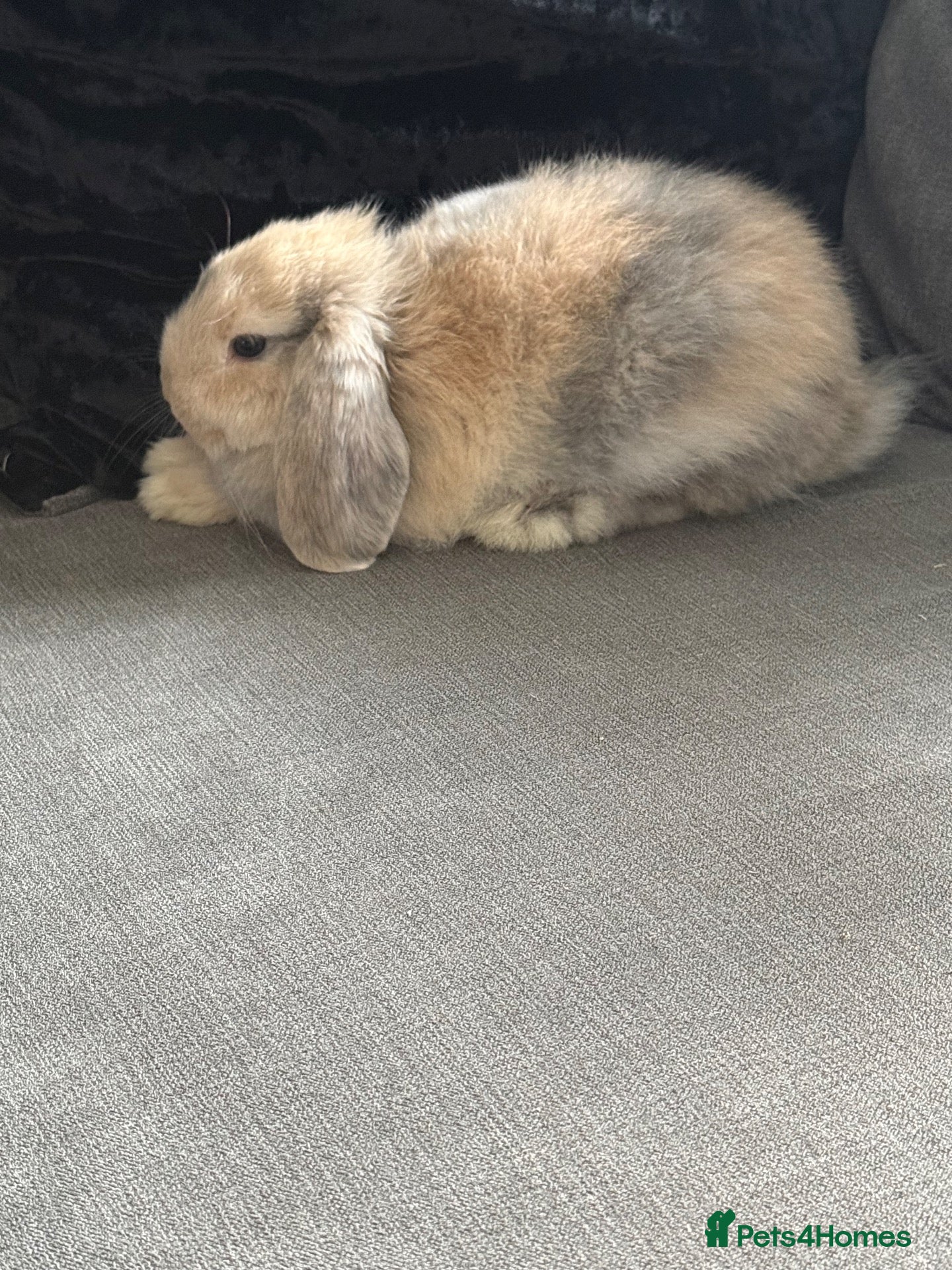 Mini Lop rabbits gorgeous babies   Last two girls left 💕💕🐰🐰 - Advert 2