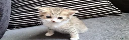 Persian cats for sale: PERSIAN CHINCHILLAS X - Advert 7