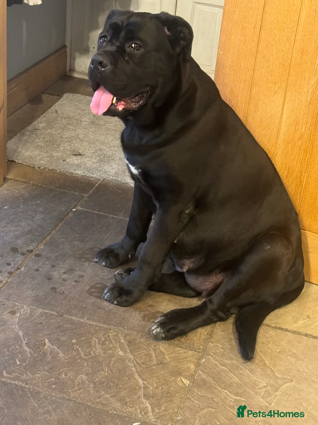 Cane Corso dogs for sale: 2 beautiful huge males left  - Advert 2