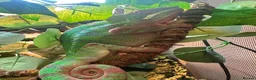 Chameleon reptiles for sale: Male Panther Chameleon With Full Setup & Stand - Advert 6