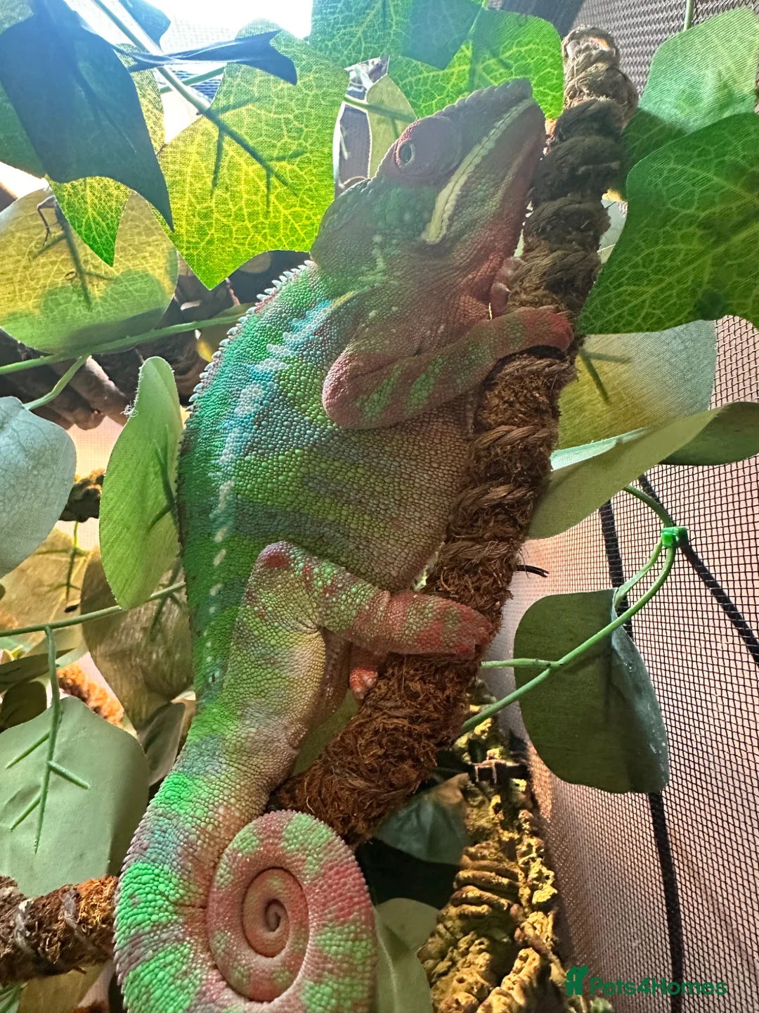 Chameleon reptiles for sale: Male Panther Chameleon With Full Setup & Stand - Advert 6