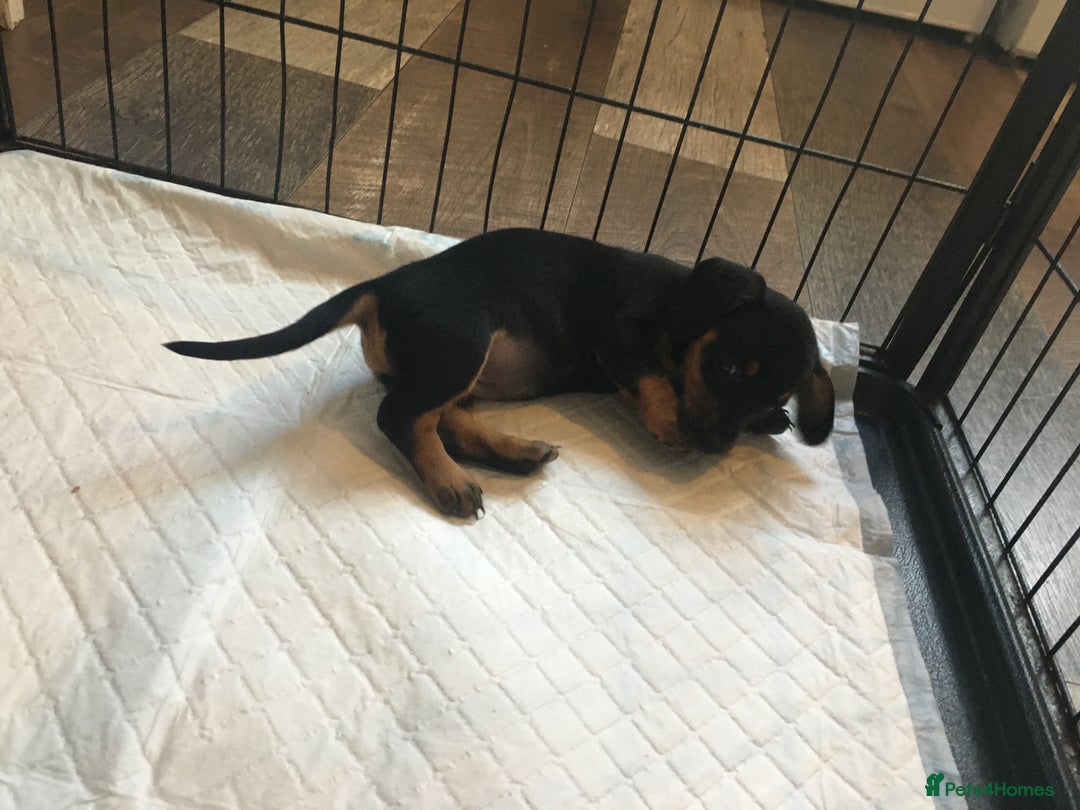Miniature Dachshund dogs for sale: Miniature dachshund baby’s  - Image 13