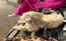 Maltipoo dogs for sale: Cute Zoe cuddle is back looking for a new home   - Image 4