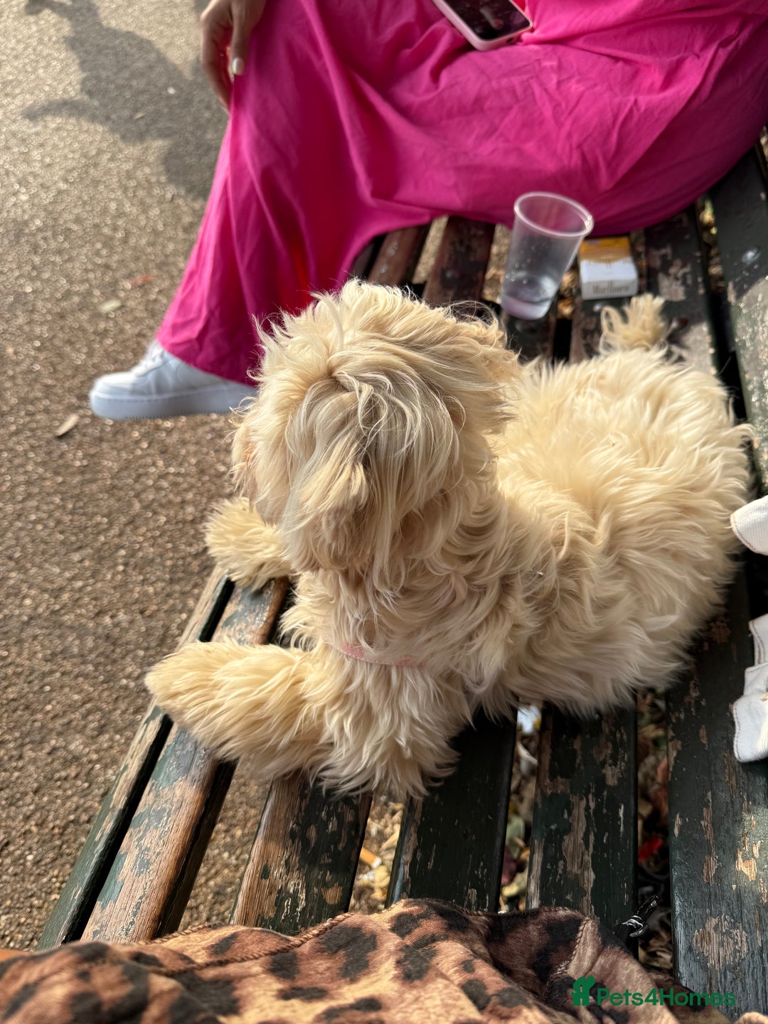 Maltipoo dogs for sale: Cute Zoe cuddle is back looking for a new home   - Image 4