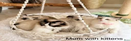 Ragdoll cats for sale: Stunning  European bloodline Ragdoll kittens  - Advert 32