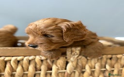 Goldendoodle dogs for sale: Stunning F2B Goldendoodles - Image 5