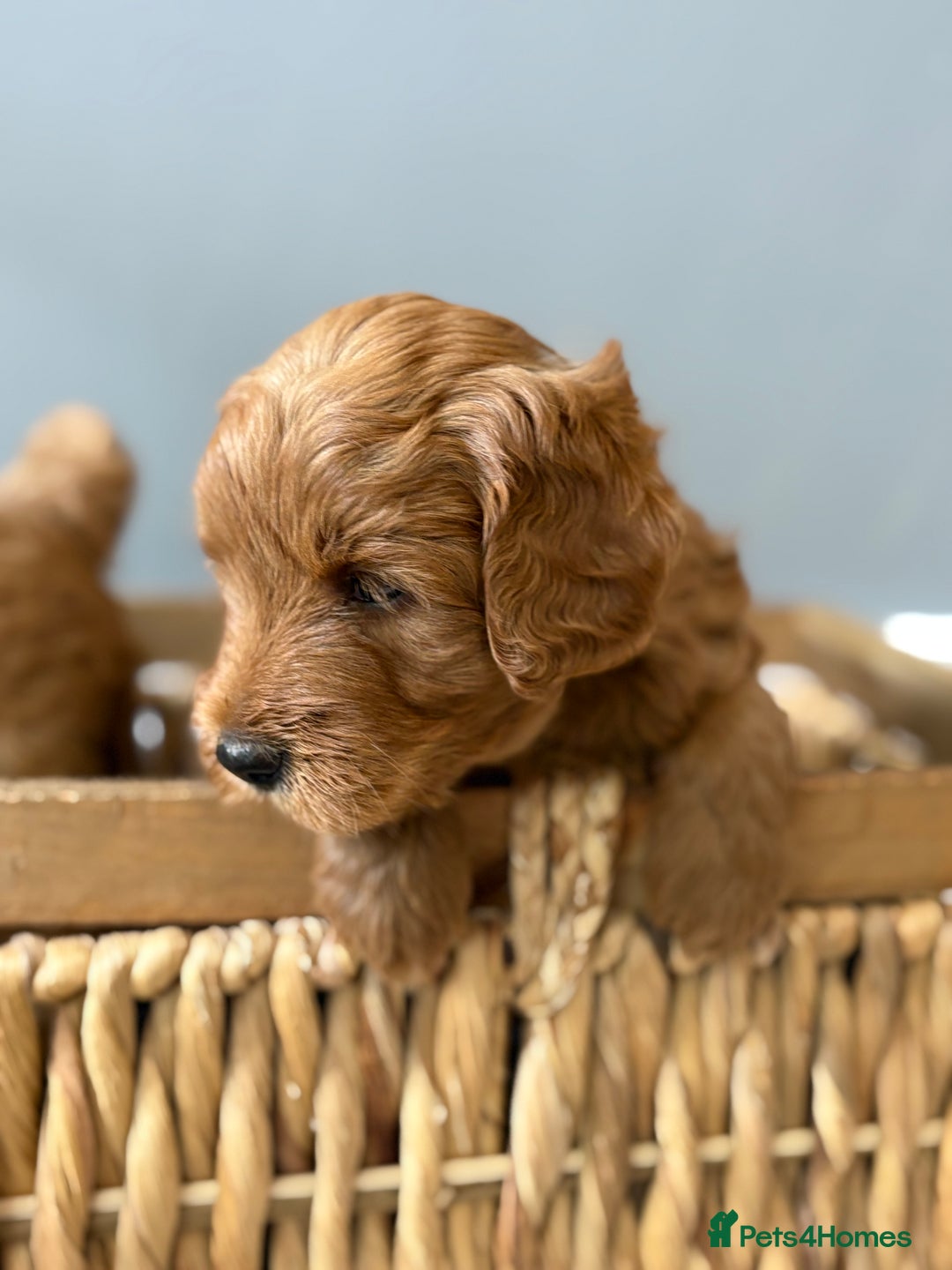 Goldendoodle dogs for sale: Stunning F2B Goldendoodles - Image 5