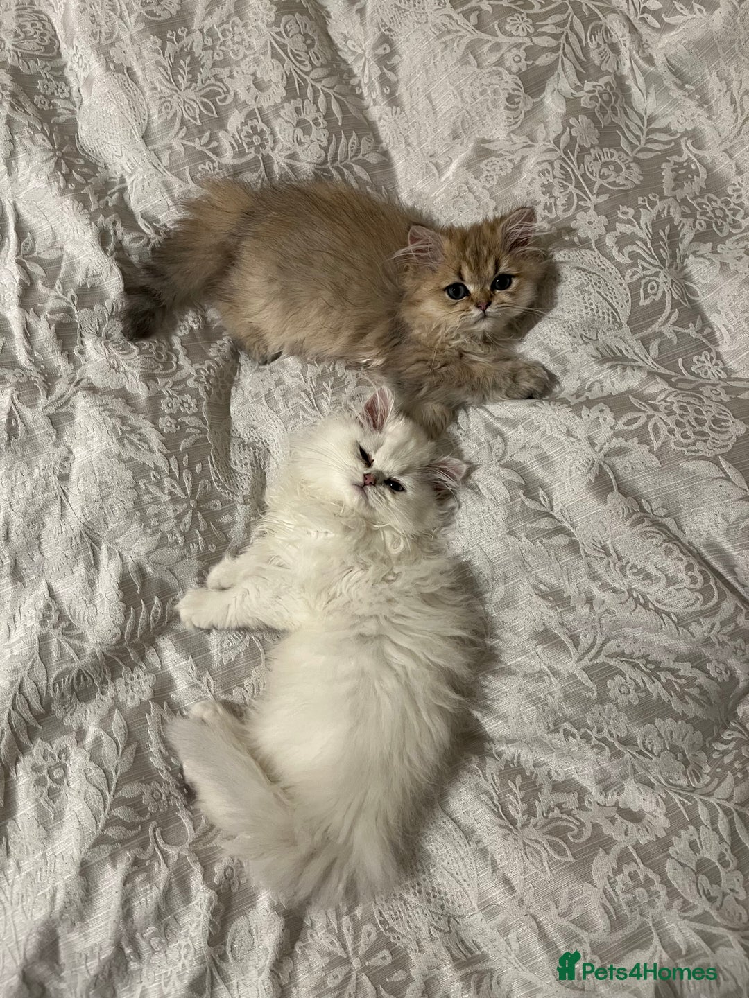 British Longhair cats for sale: Stunning British Longhair Kittens - Goldy & Snowy! - Advert 10
