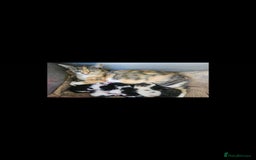 Mixed Breed cats for sale: Lovely kittens - Image 10
