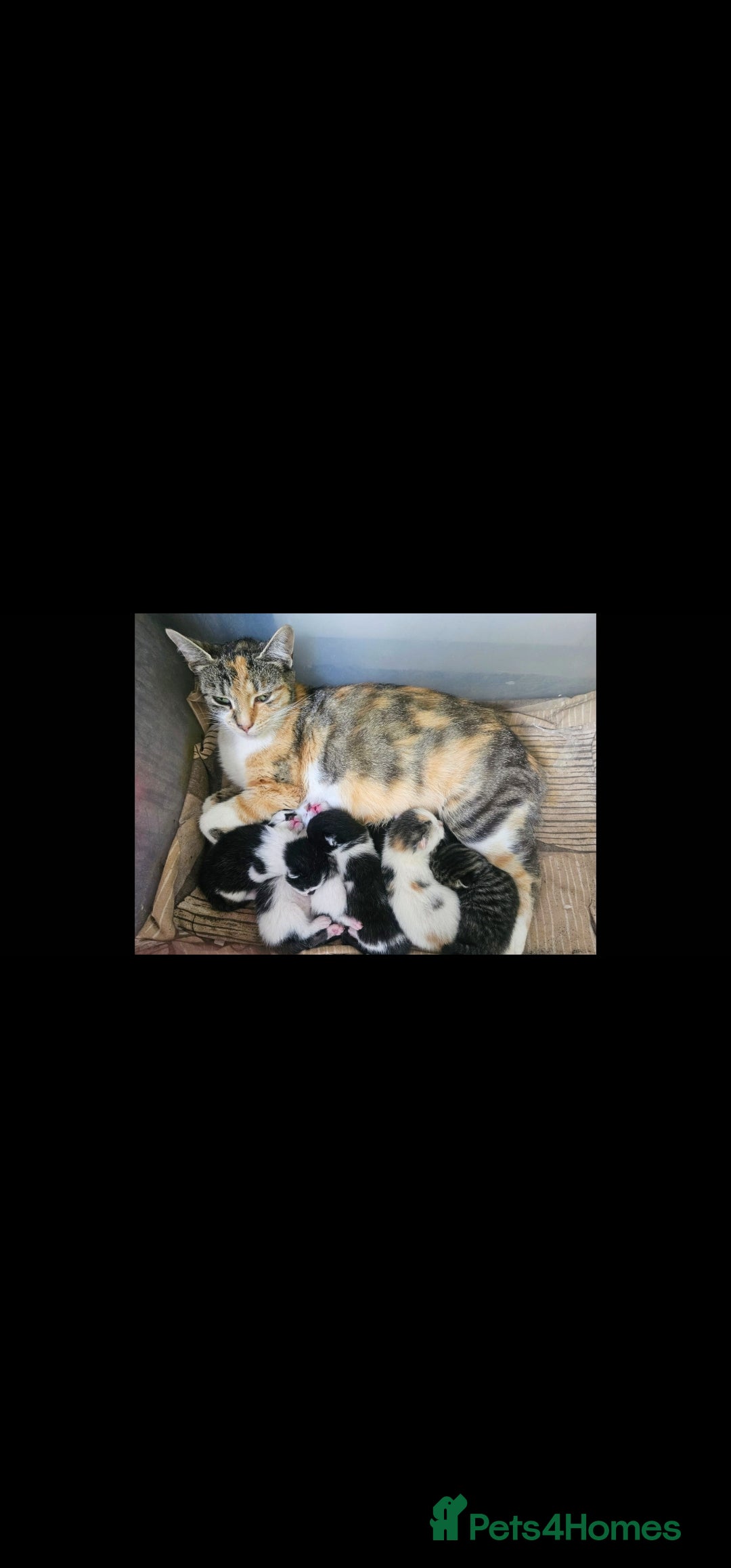Mixed Breed cats for sale: Lovely kittens - Image 10