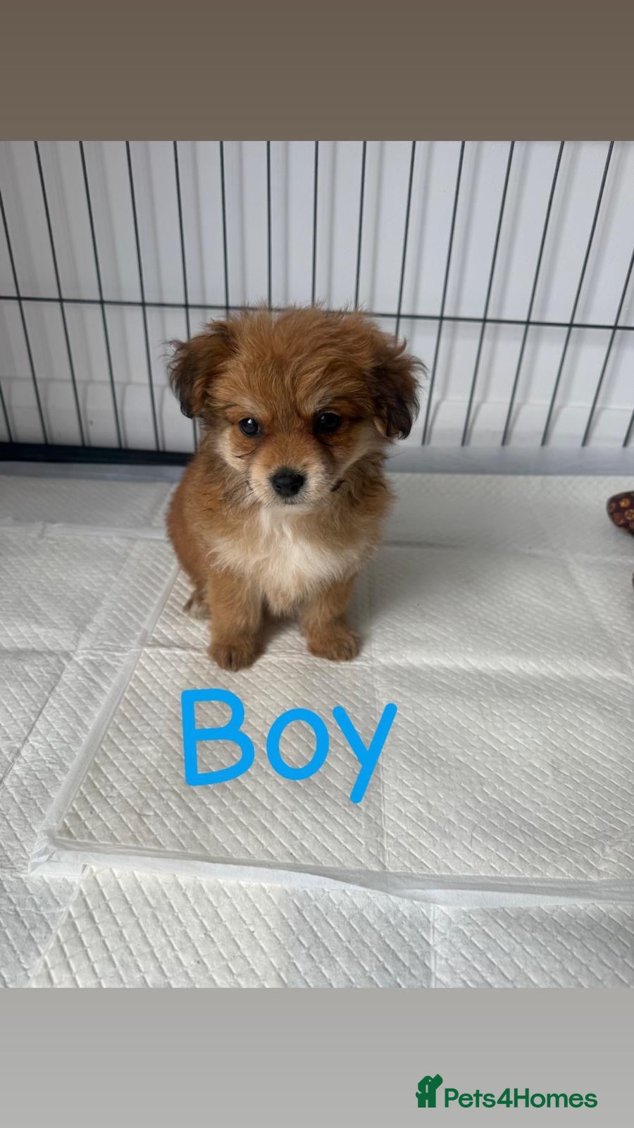 Mixed Breed dogs  2 LEFT Norfolk terrier x Pomeranians READY NOW  - Advert 1