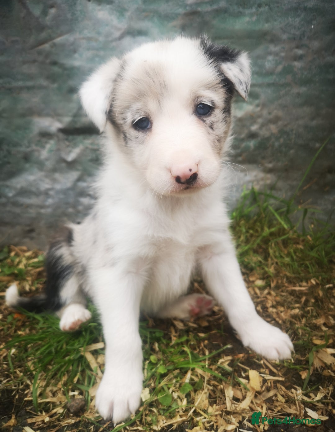 Border Collie dogs for sale: Beautiful Fluffy collie pups for sale  - Image 20