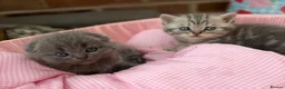 Scottish Fold cats for sale: 😊Tabby Scottish fold  - Advert 5