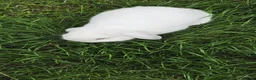 Mini Lion Lop rabbits for sale: Two Mini Lops - Male  - Advert 5
