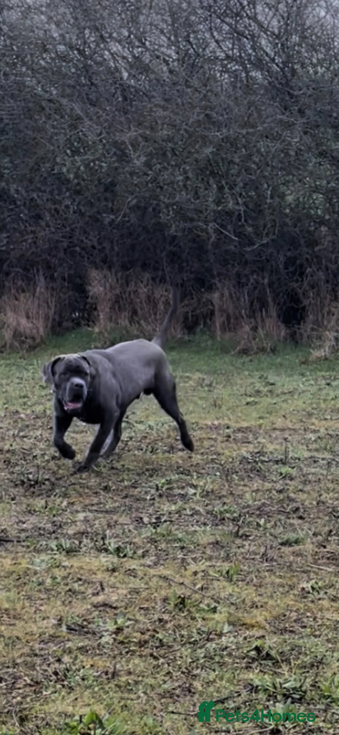Cane Corso dogs for stud: Male cane corso stud - Advert 10