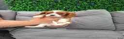 Cavalier King Charles Spaniel dogs for sale: 2 cavalier king charles - Advert 5
