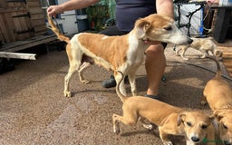 Lurcher dogs for sale: Beautiful Lurcher Puppies – Well Bred, Ready Now! - Image 20
