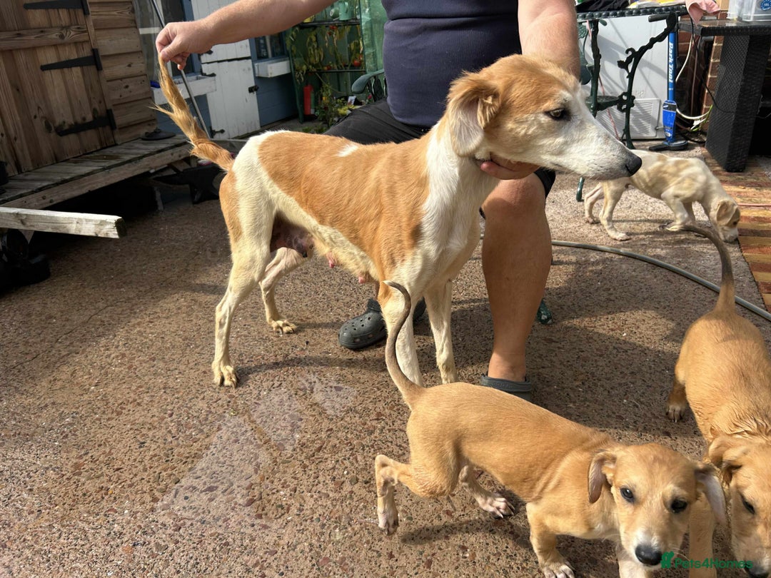 Lurcher dogs for sale: Beautiful Lurcher Puppies – Well Bred, Ready Now! - Image 20