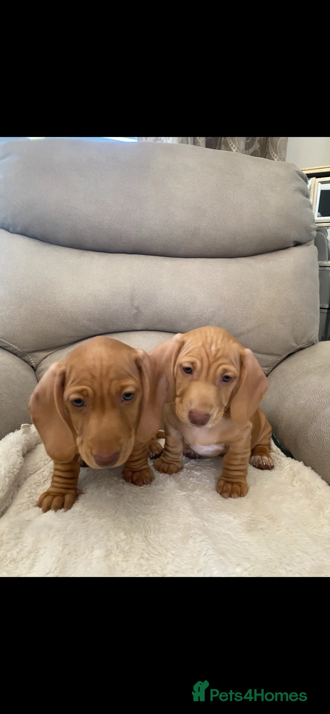 Dachshund dogs for sale: Miniature short hair dachshunds in Sunderland - Advert 2