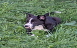 Border Collie dogs for sale: Border Collie Puppies  - Image 2