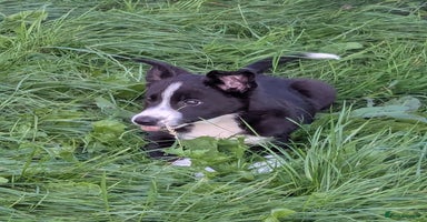Border Collie dogs - Advert 12