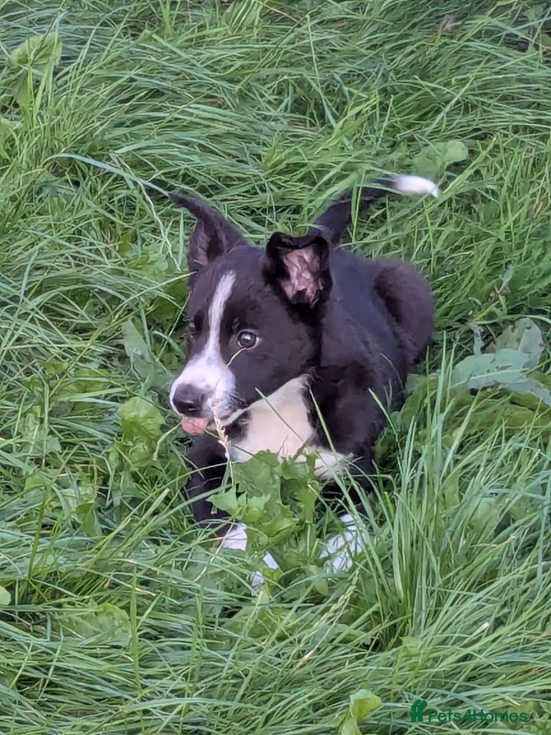 Border Collie dogs for sale: Border Collie Puppies  - Image 2