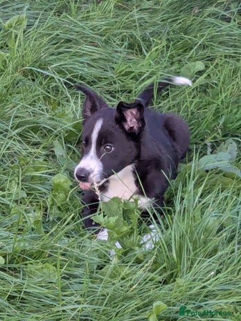 Border Collie dogs - Advert 12