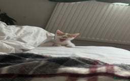 Domestic Shorthair cats for sale: Playful kitten for sale - Image 13