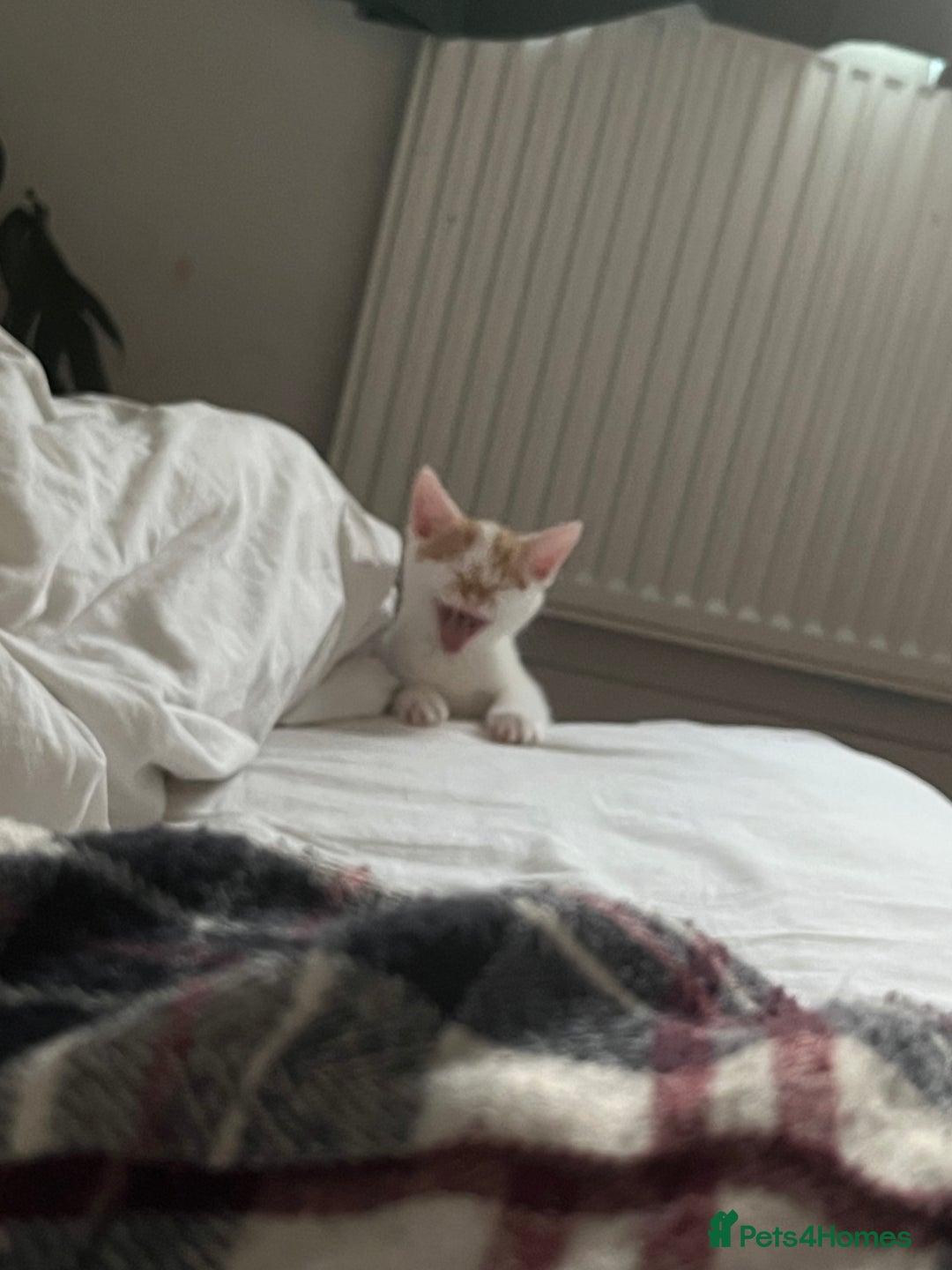 Domestic Shorthair cats for sale: Playful kitten for sale - Image 13