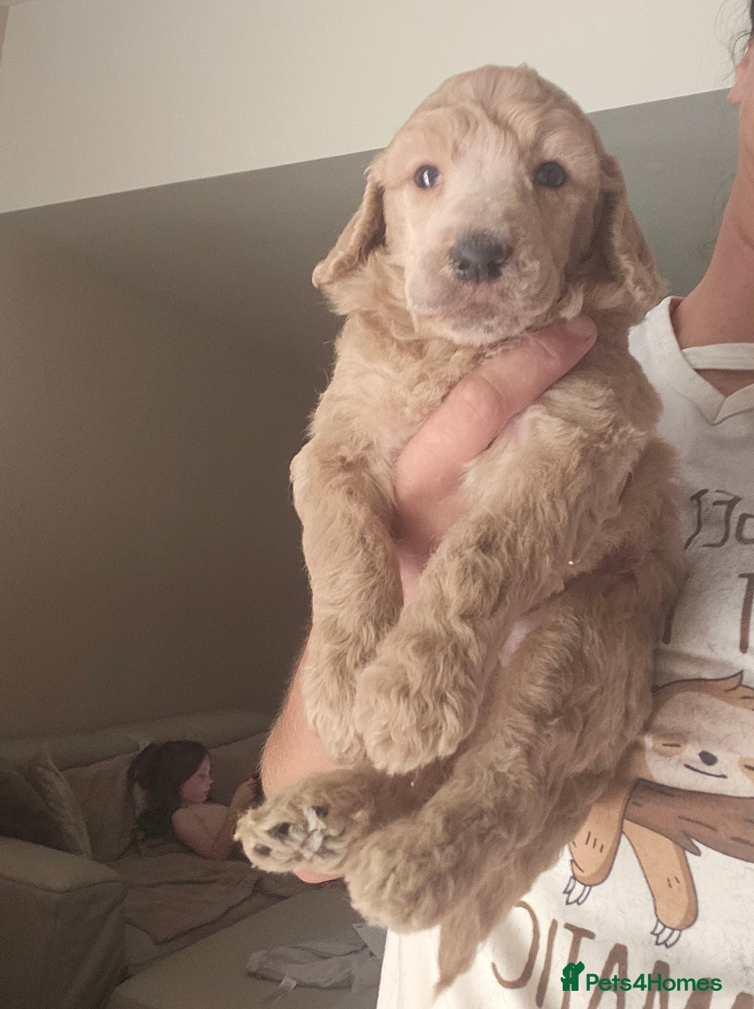 Standard Poodle dogs for sale: Stunning 5* Standard chunky poodle puppies 🐶  - Image 2