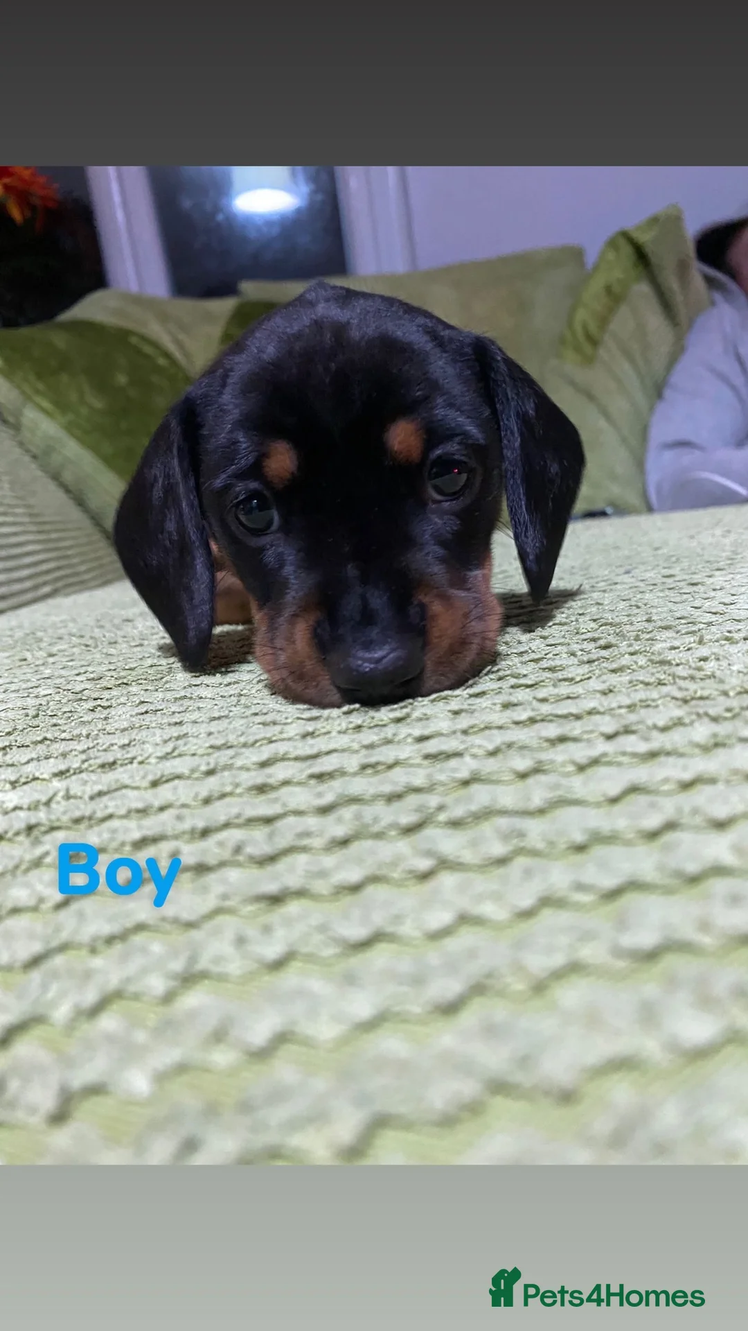 Miniature Dachshund dogs for sale: Miniature Dachshund  - Advert 4