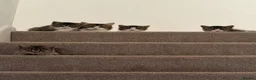 British Shorthair cats for sale: British shorthair cross  - Advert 14