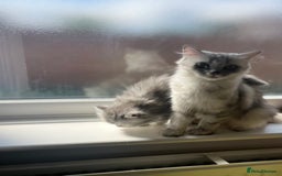 Persian cats for sale: Persian chinchilla kittens - Image 13
