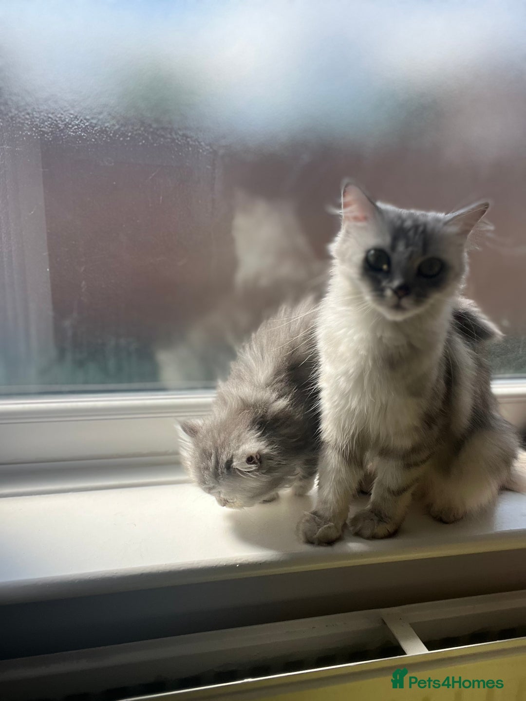 Persian cats for sale: Persian chinchilla kittens - Image 13