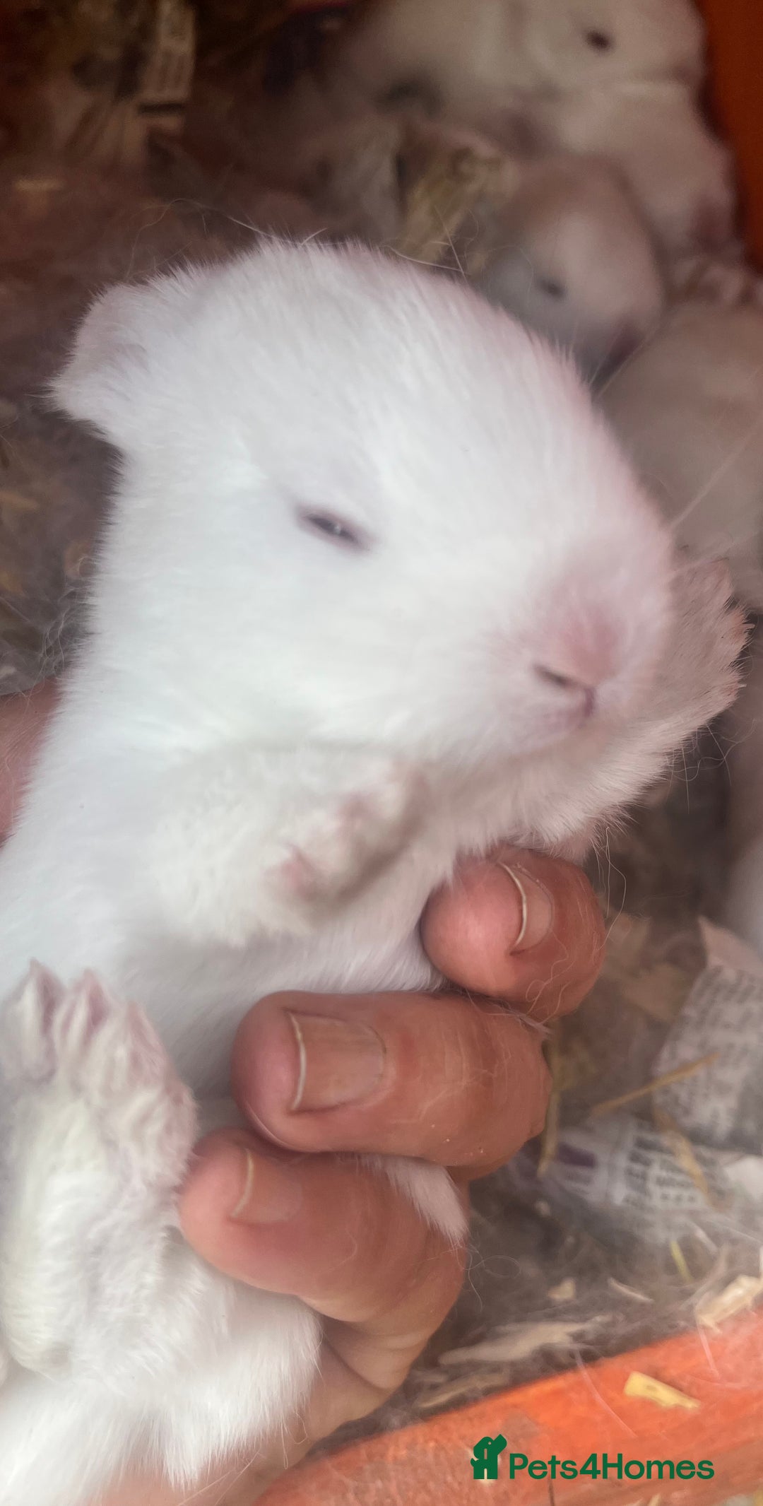 Mixed Breed rabbits for sale: Baby bunnies.  Dwarf x New Zealand - Image 3
