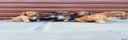 Cocker Spaniel dogs for sale: Stunning cocker spaniel puppies  - Advert 10