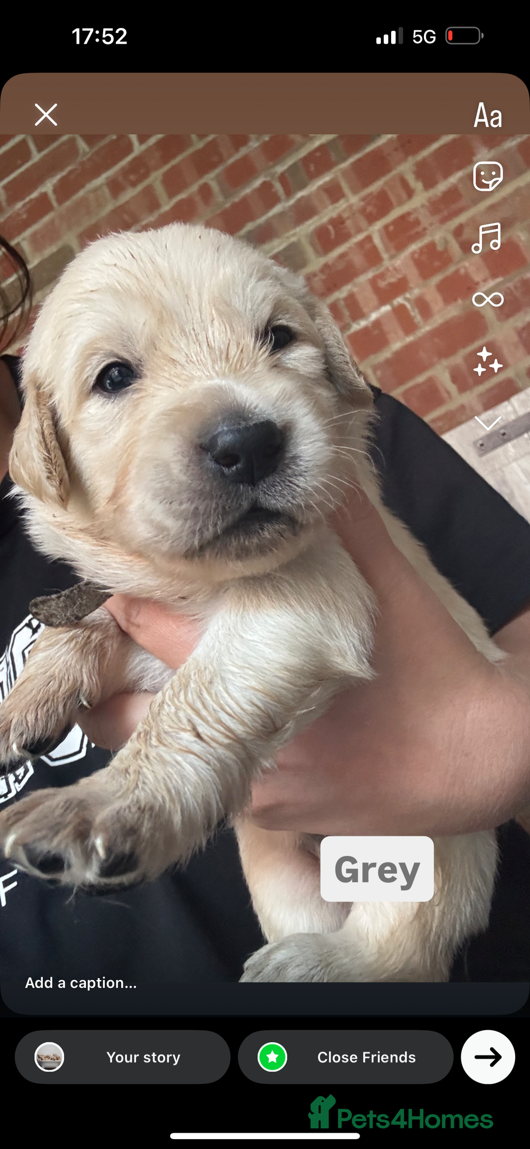 Golden Retriever dogs for sale: Golden retriever puppies - Image 6
