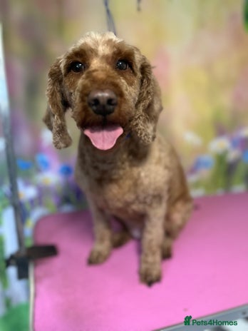 Cockapoo dogs in Tadworth - Advert 2