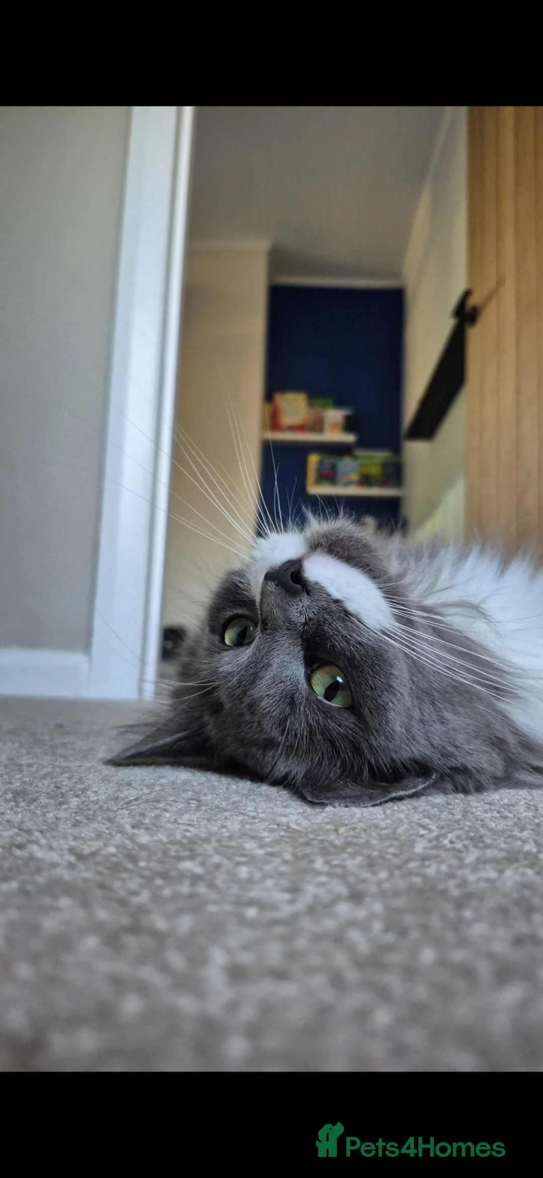 Mixed Breed cats for sale: Ragdoll maine coon mix  - Advert 2