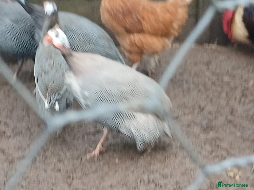 Guinea Fowl poultry for sale: Guinea fowl - Advert 2