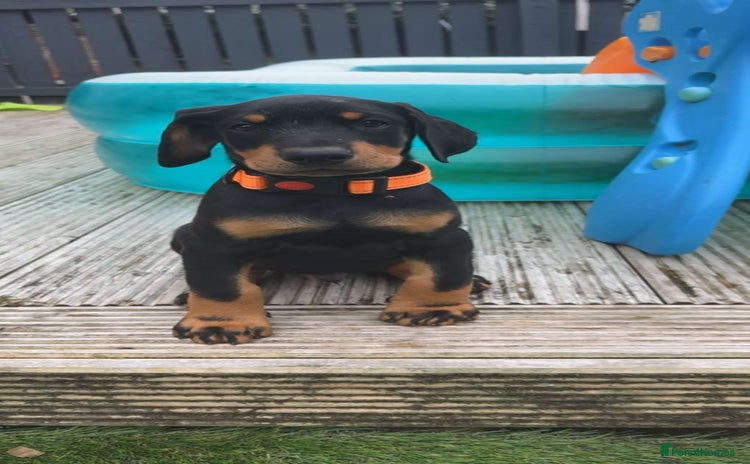 Dobermann dogs - Advert 4