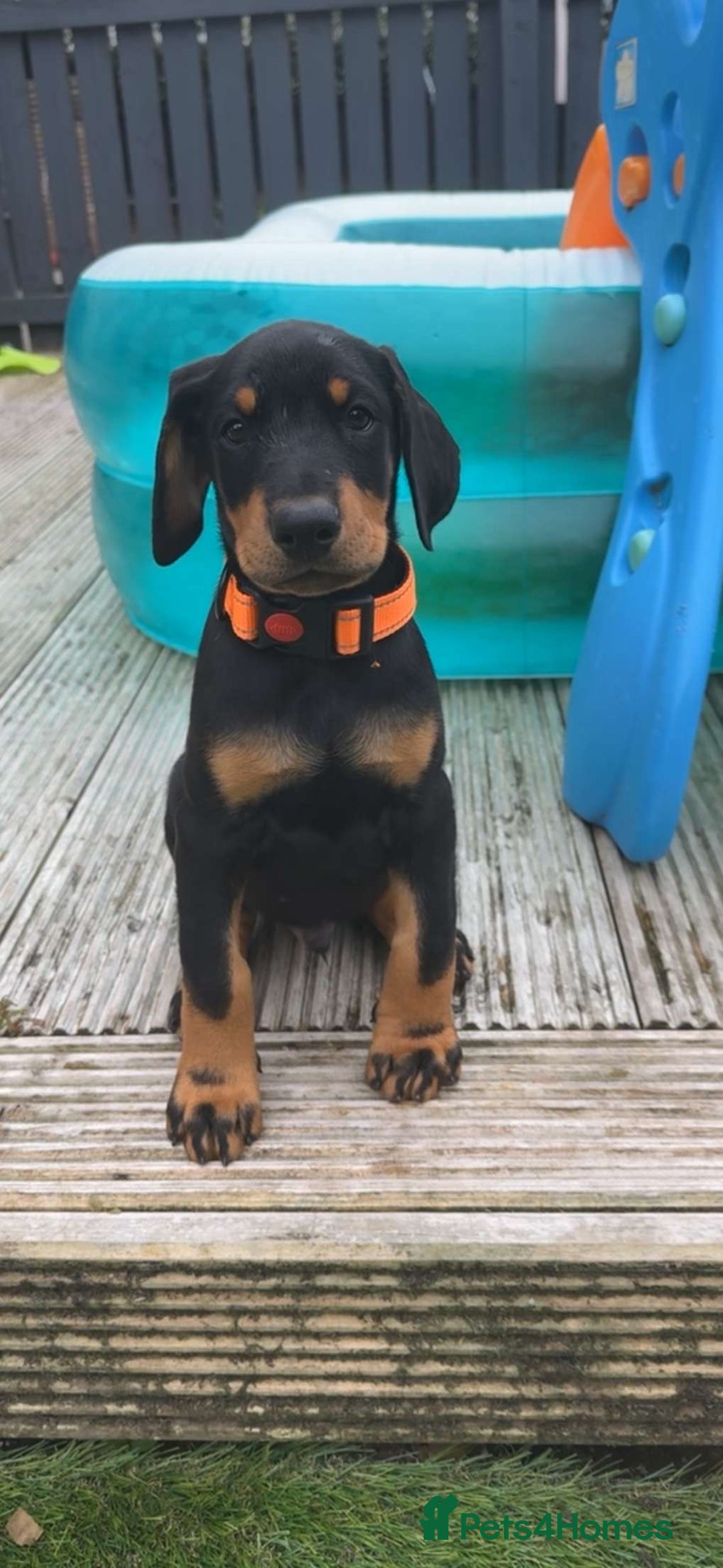 Dobermann dogs for sale: 13 week old Doberman - Image 1