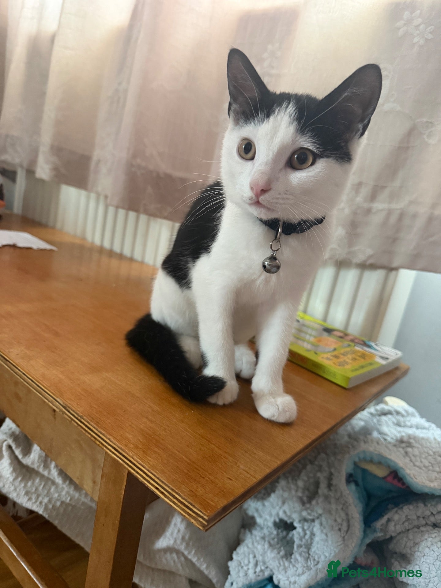British Shorthair cats 6 month old Loki - New home needed  - Advert 1