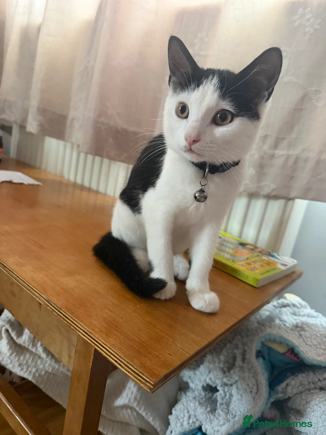 British Shorthair cats for sale: 6 month old Loki - New home needed  in Colwyn Bay - Advert 1