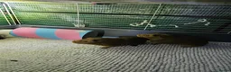 Guinea Pig rodents for sale: 🐹Beautiful Guinea Pigs Need Forever Homes🐹 - Advert 7