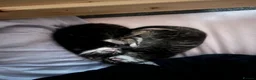 Bombay cats for sale: Beautiful Kittens Ready for Loving Homes - Advert 11